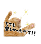 三兄弟ねこ part1（個別スタンプ：37）