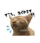 三兄弟ねこ part1（個別スタンプ：39）