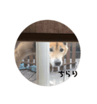 犬の呟き（個別スタンプ：2）