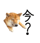 柴犬・幸Sachi 4（個別スタンプ：2）