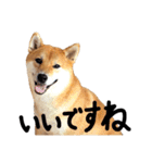 柴犬・幸Sachi 4（個別スタンプ：3）