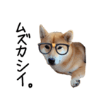 柴犬・幸Sachi 4（個別スタンプ：4）