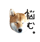 柴犬・幸Sachi 4（個別スタンプ：6）