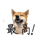 柴犬・幸Sachi 4（個別スタンプ：7）