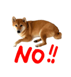 柴犬・幸Sachi 4（個別スタンプ：8）