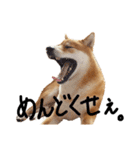 柴犬・幸Sachi 4（個別スタンプ：9）