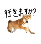 柴犬・幸Sachi 4（個別スタンプ：10）