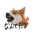 柴犬・幸Sachi 4（個別スタンプ：11）