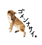 柴犬・幸Sachi 4（個別スタンプ：12）