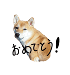 柴犬・幸Sachi 4（個別スタンプ：13）