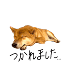 柴犬・幸Sachi 4（個別スタンプ：14）