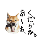 柴犬・幸Sachi 4（個別スタンプ：16）
