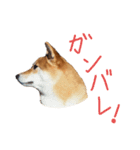 柴犬・幸Sachi 4（個別スタンプ：18）