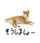 柴犬・幸Sachi 4（個別スタンプ：20）