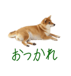 柴犬・幸Sachi 4（個別スタンプ：23）