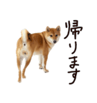 柴犬・幸Sachi 4（個別スタンプ：24）