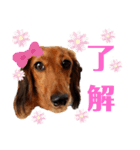 ココア 1（個別スタンプ：5）