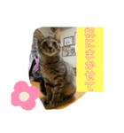 可愛い楓スタンプ（個別スタンプ：2）