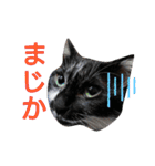 ニケ＆ハロ＆ミル（個別スタンプ：3）