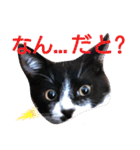 ニケ＆ハロ＆ミル（個別スタンプ：6）