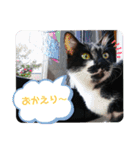 ニケ＆ハロ＆ミル（個別スタンプ：20）