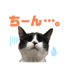 気まぐれニャンズのつぶやきスタンプpart2（個別スタンプ：8）