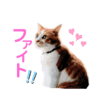 気まぐれニャンズのつぶやきスタンプpart2（個別スタンプ：10）