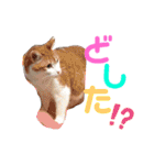 気まぐれニャンズのつぶやきスタンプpart2（個別スタンプ：11）