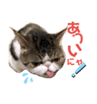 気まぐれニャンズのつぶやきスタンプpart2（個別スタンプ：12）