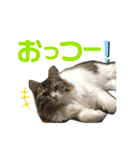 気まぐれニャンズのつぶやきスタンプpart2（個別スタンプ：16）