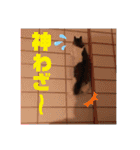 気まぐれニャンズのつぶやきスタンプpart2（個別スタンプ：20）