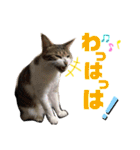 気まぐれニャンズのつぶやきスタンプpart2（個別スタンプ：22）