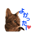 気まぐれニャンズのつぶやきスタンプpart2（個別スタンプ：24）