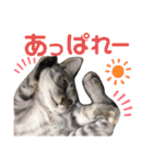気まぐれニャンズのつぶやきスタンプpart2（個別スタンプ：25）