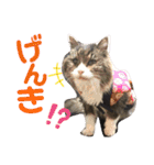 気まぐれニャンズのつぶやきスタンプpart2（個別スタンプ：29）