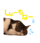 気まぐれニャンズのつぶやきスタンプpart2（個別スタンプ：30）