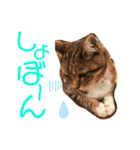 気まぐれニャンズのつぶやきスタンプpart2（個別スタンプ：31）