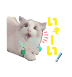 気まぐれニャンズのつぶやきスタンプpart2（個別スタンプ：32）