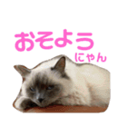 気まぐれニャンズのつぶやきスタンプpart2（個別スタンプ：34）