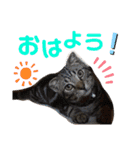 気まぐれニャンズのつぶやきスタンプpart2（個別スタンプ：36）