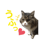 気まぐれニャンズのつぶやきスタンプpart2（個別スタンプ：37）