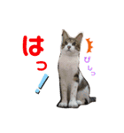 気まぐれニャンズのつぶやきスタンプpart2（個別スタンプ：38）