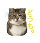気まぐれニャンズのつぶやきスタンプpart2（個別スタンプ：39）
