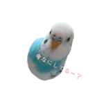 おしゃべりインコのパピコくん（個別スタンプ：1）