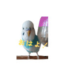 おしゃべりインコのパピコくん（個別スタンプ：3）