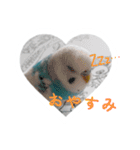 おしゃべりインコのパピコくん（個別スタンプ：4）