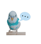 おしゃべりインコのパピコくん（個別スタンプ：5）