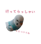 おしゃべりインコのパピコくん（個別スタンプ：6）