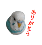 おしゃべりインコのパピコくん（個別スタンプ：7）