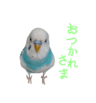 おしゃべりインコのパピコくん（個別スタンプ：8）